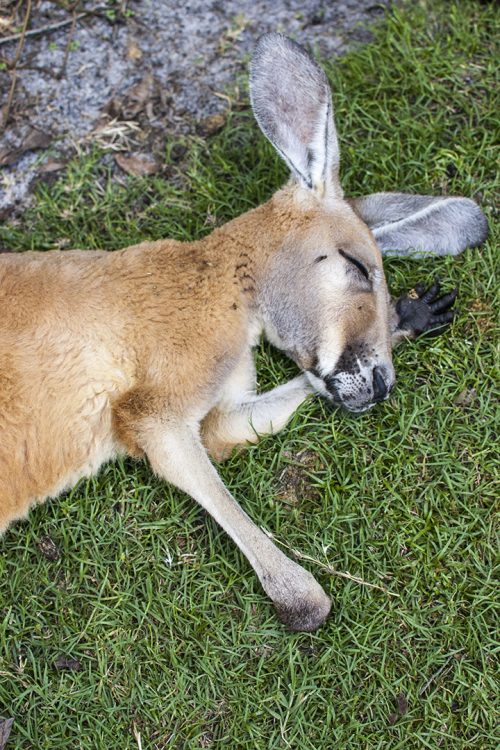 sleepy kangaroo