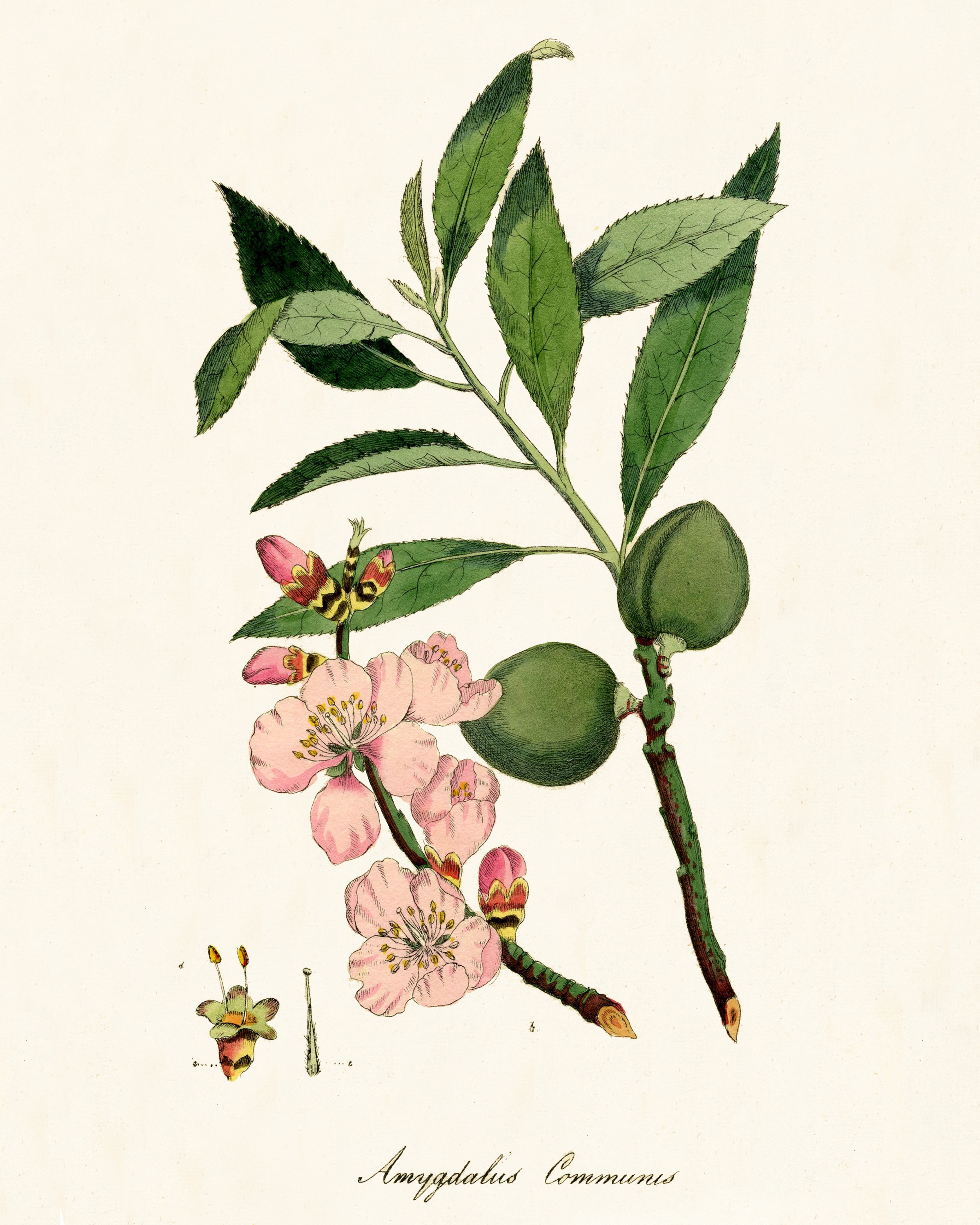 Free printable vintage botanical art