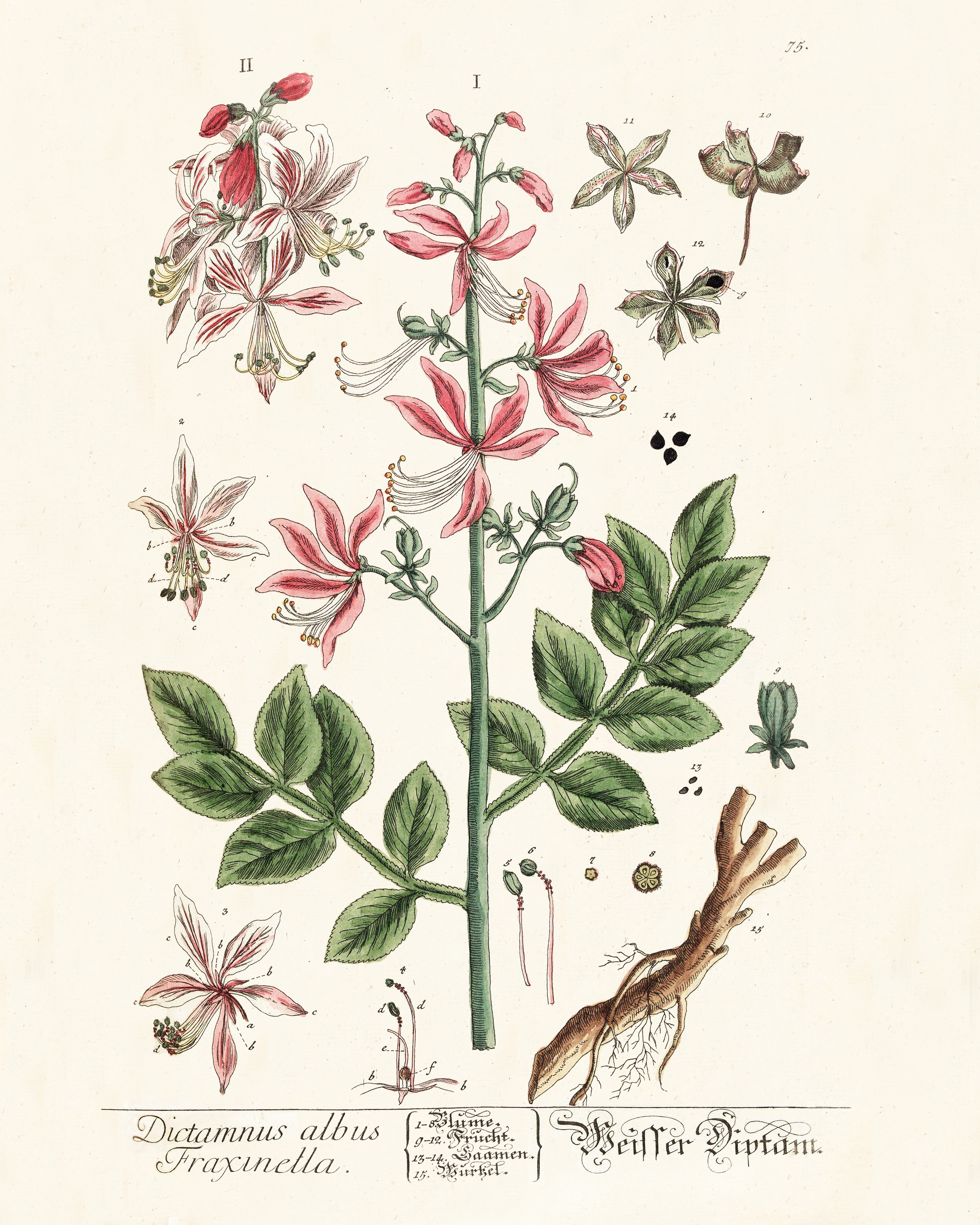Free Printable Vintage Botanical Art
