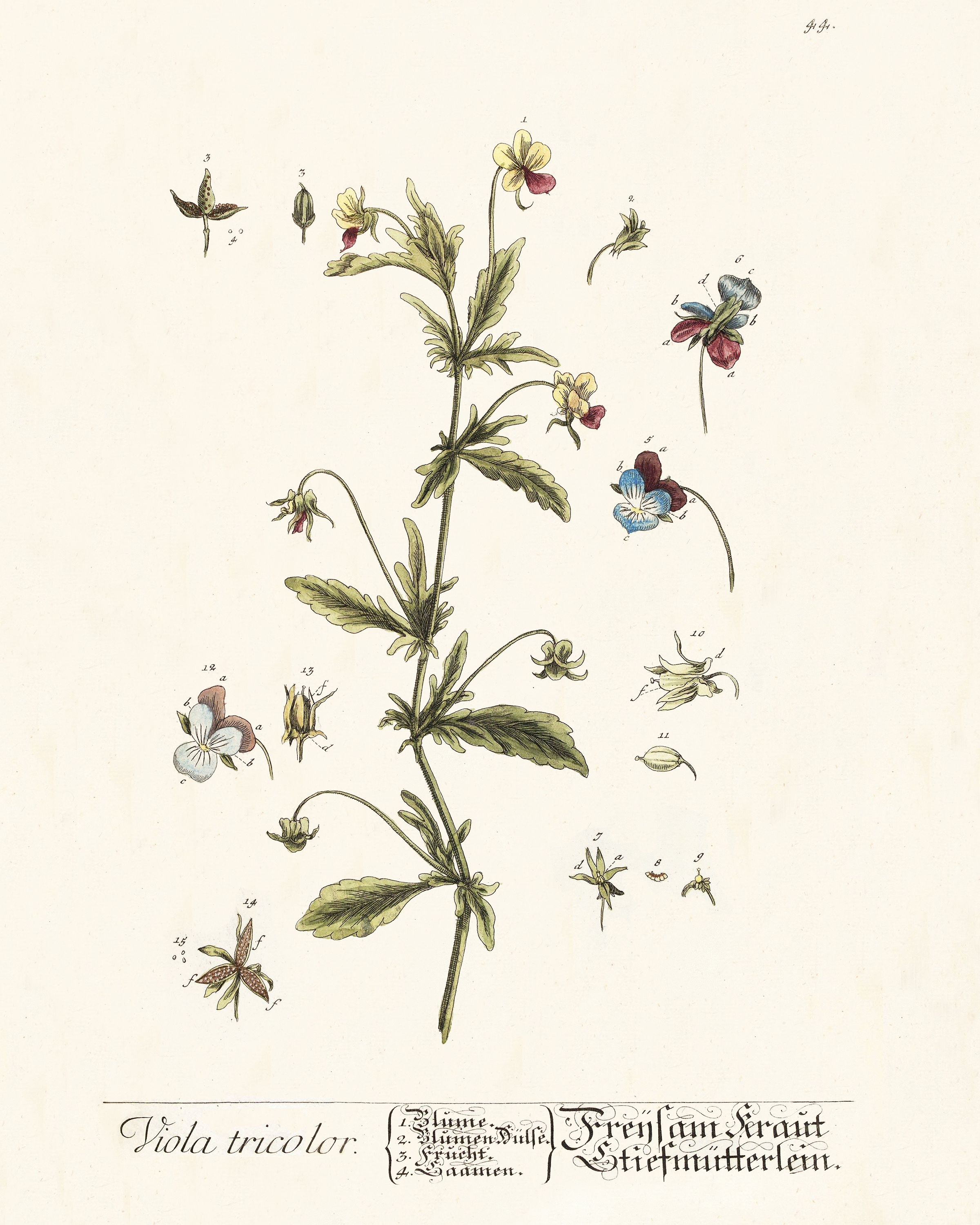 Free printable vintage botanical art