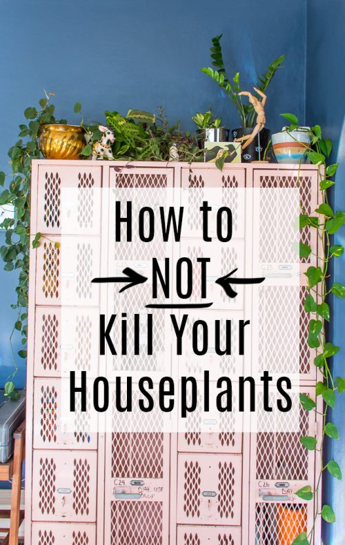 Lessons I've learned the hard way about how to keep houseplants healthy
