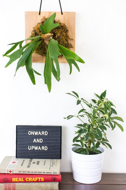 Make your own vertical garden by mounting and hanging a staghorn fern