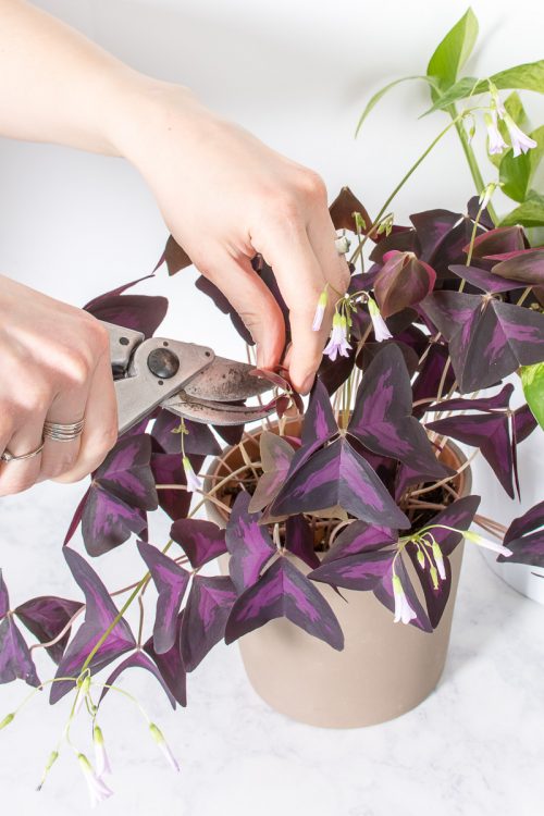 How to get your plants ready for the growing season with some spring cleaning.