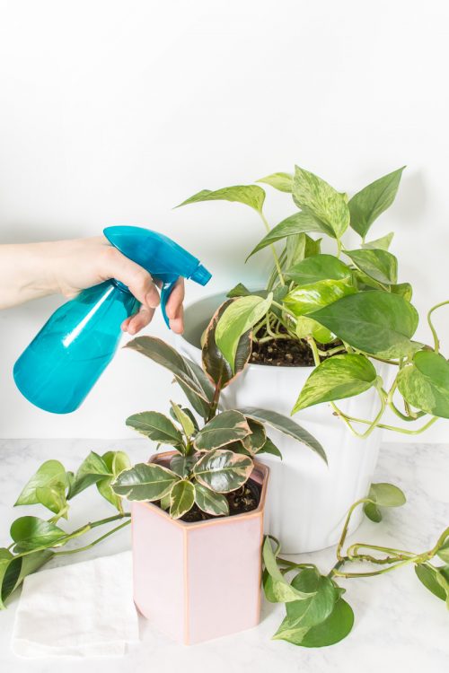 Learn how to get your plants ready for the growing season with some spring cleaning tips.
