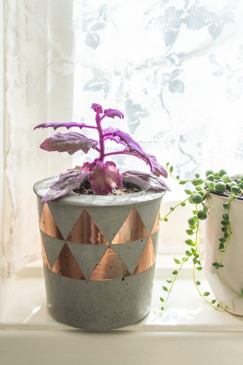 Bored with green? Here are a few purple plants to add to your indoor jungle