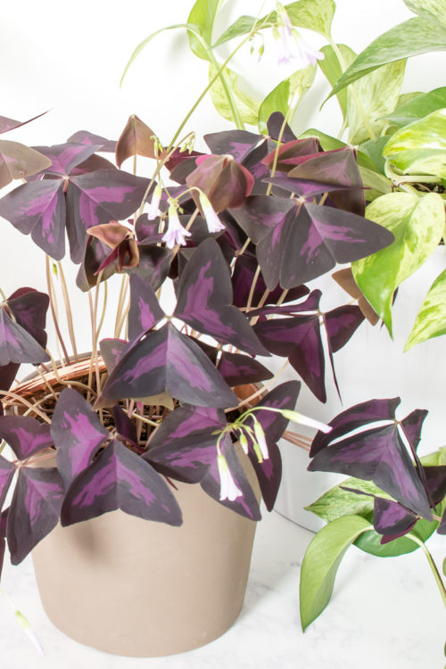 Bored with green? Here are a few purple plants to add to your indoor jungle