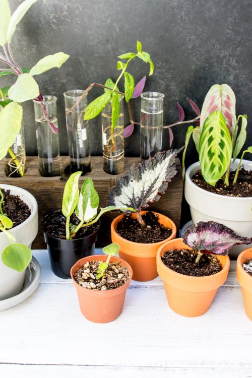 Want your own indoor jungle? Then check out this guide to the easiest plants to propagate.