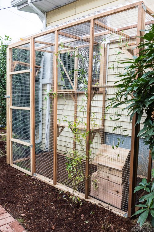 Want to let your cats outoors, but keep them protected? Check out these tips and advice for building a catio.