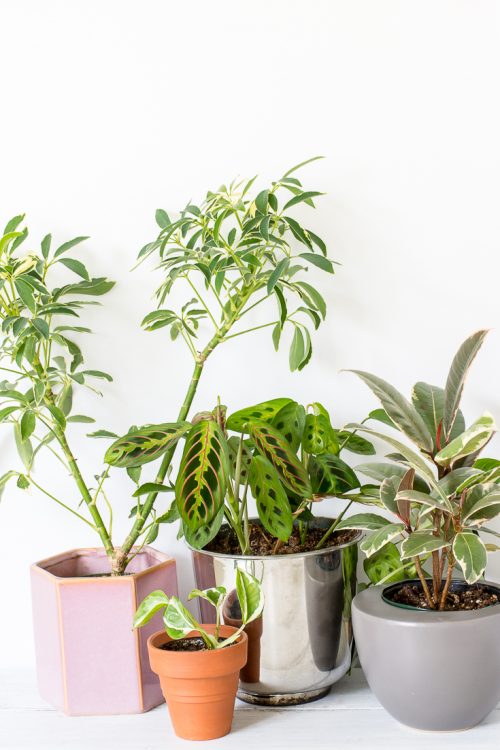Some patterned plants can be trickier to grow than you might think. Variegated plants can have extra light and water needs, and patterned foliage can even lose its pretty colors. These tips will help you keep your patterned plants looking their best. #houseplants #plants #plantcare #patternedplants