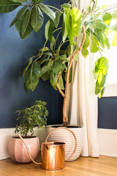 Not sure when to water your plants? Here are 5 ways to tell whether it's time to get out the watering can. #plants #houseplants