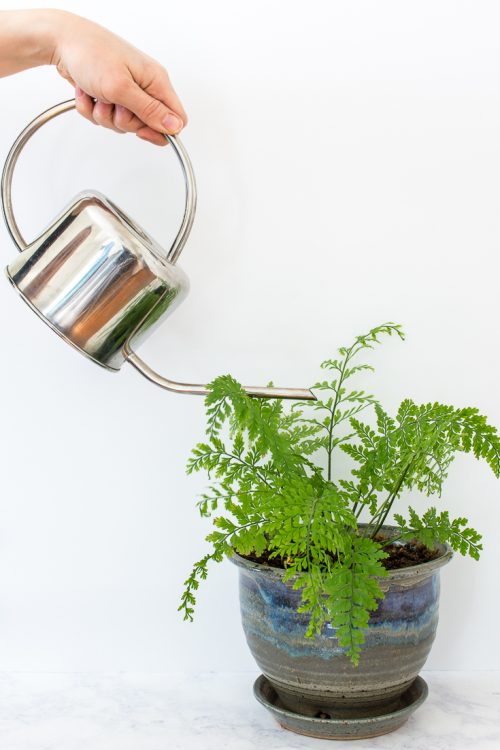 Not sure how to tell if your plants need water? Here are 5 ways to figure out whether it's time to get out the watering can.  #plants #houseplants