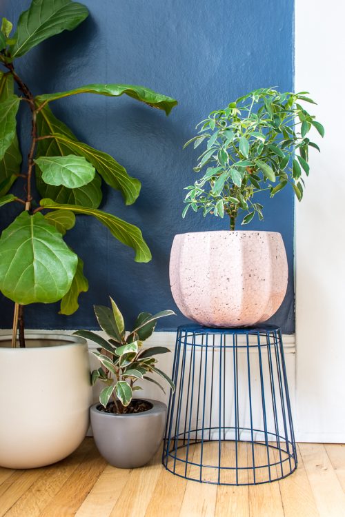 This super quick plant stand hack helps you give your plants a little extra height. #plant #plants #houseplants #DIY