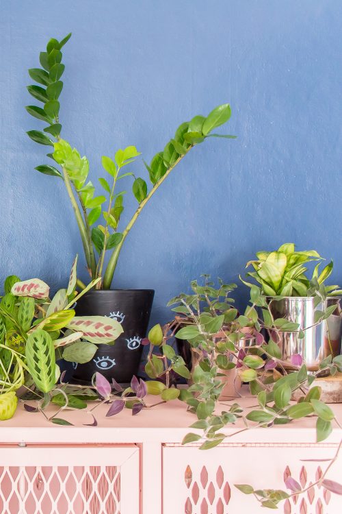 Trying to start an indoor garden? These 5 easy plants are difficult to kill, and perfect for beginners! #plants #houseplants