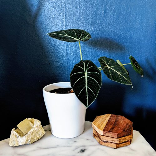 Houseplant in front of dark blue walls